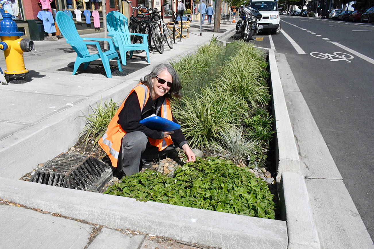 PHOTO: Port Townsend rain garden thrives