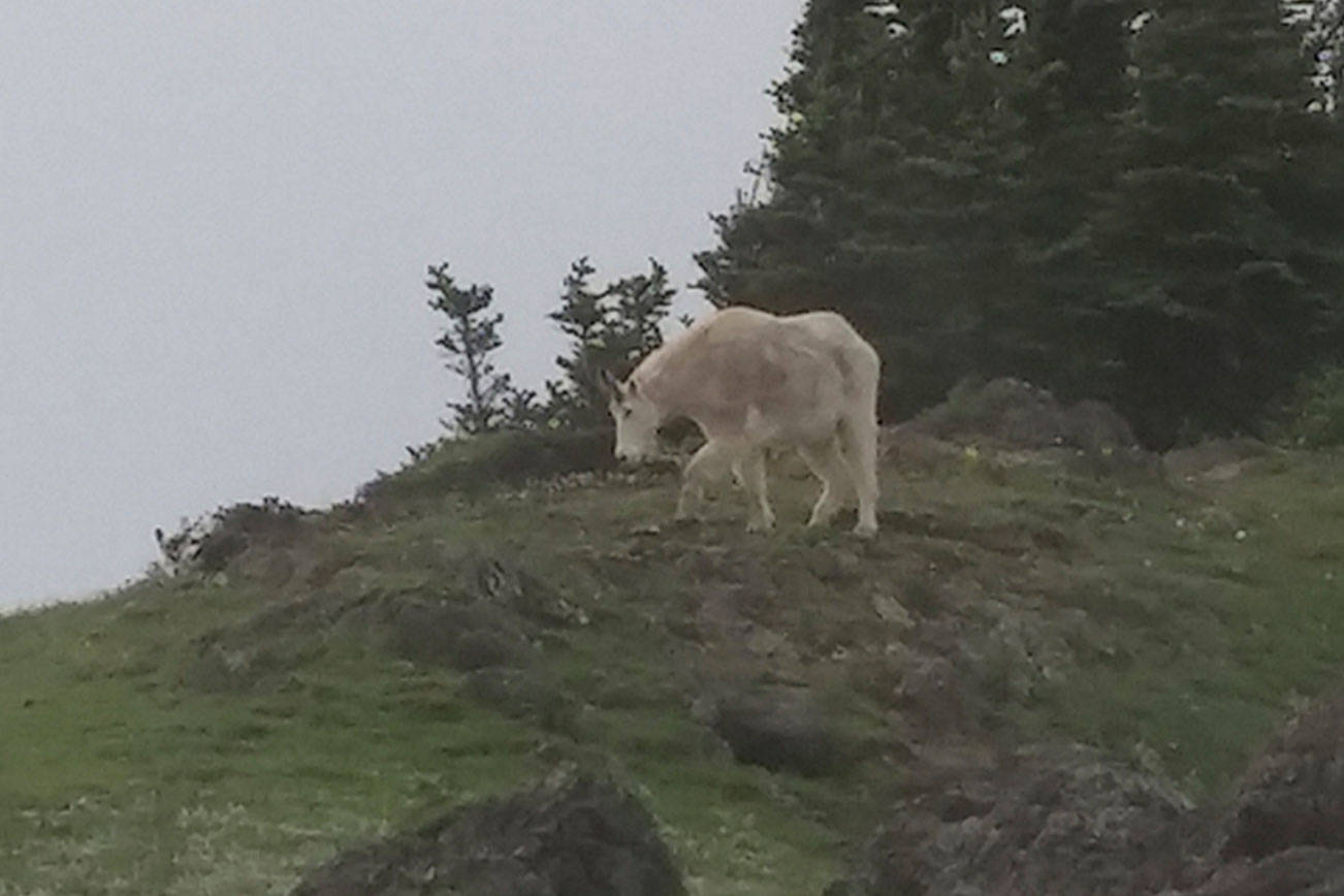 Goat relocation efforts begin today in Olympic National Park