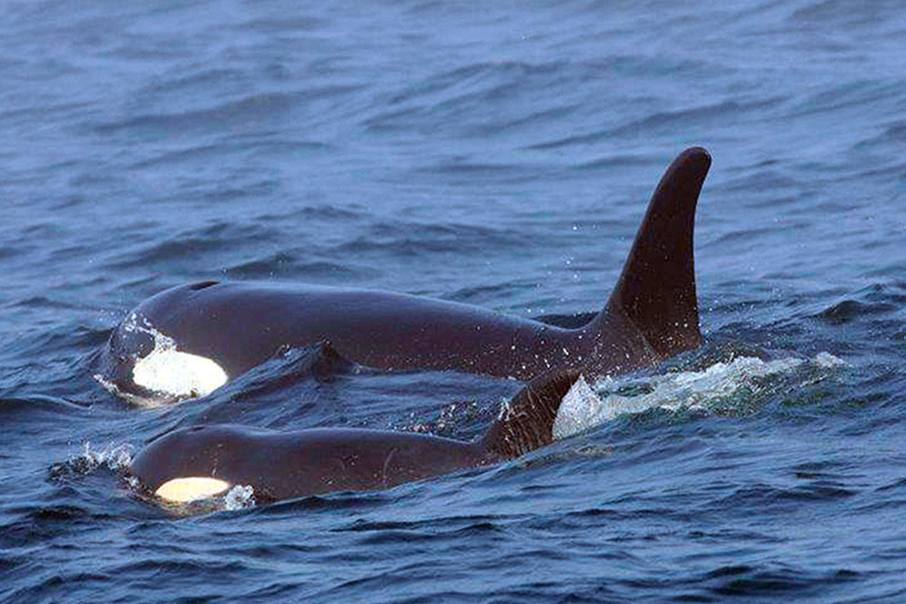 Experts prepare plan to capture ill orca as last alternative