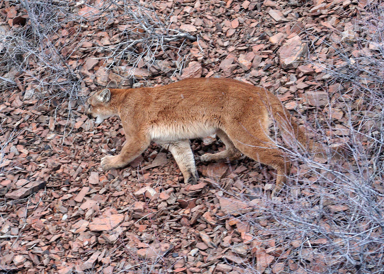 This March 8, 2006, file photo provided by the Oregon Department of Fish and Wildlife shows a cougar in the Beulah Wildlife Management Unit in Oregon’s Malheur County. (Brian Wolfer/Oregon Department of Fish and Wildlife via AP)