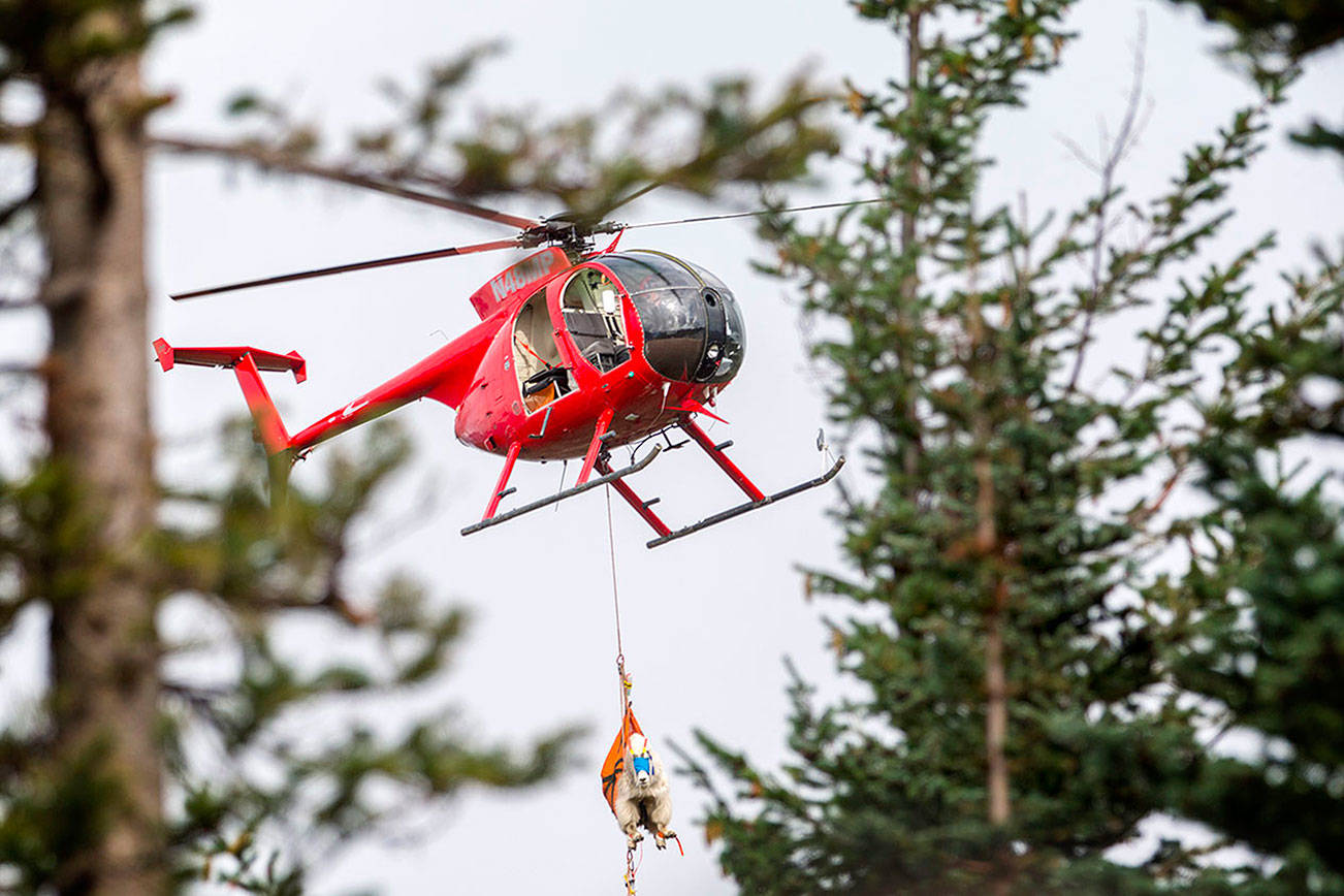 Olympic National Park ends first roundup of goats
