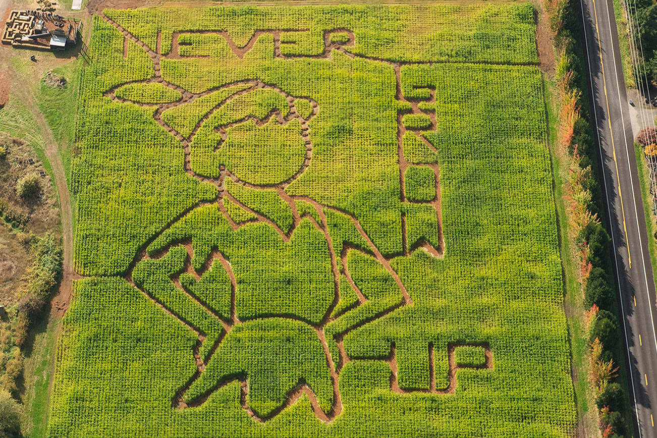 Sequim Pumpkin Patch’s corn maze flies with Peter Pan theme