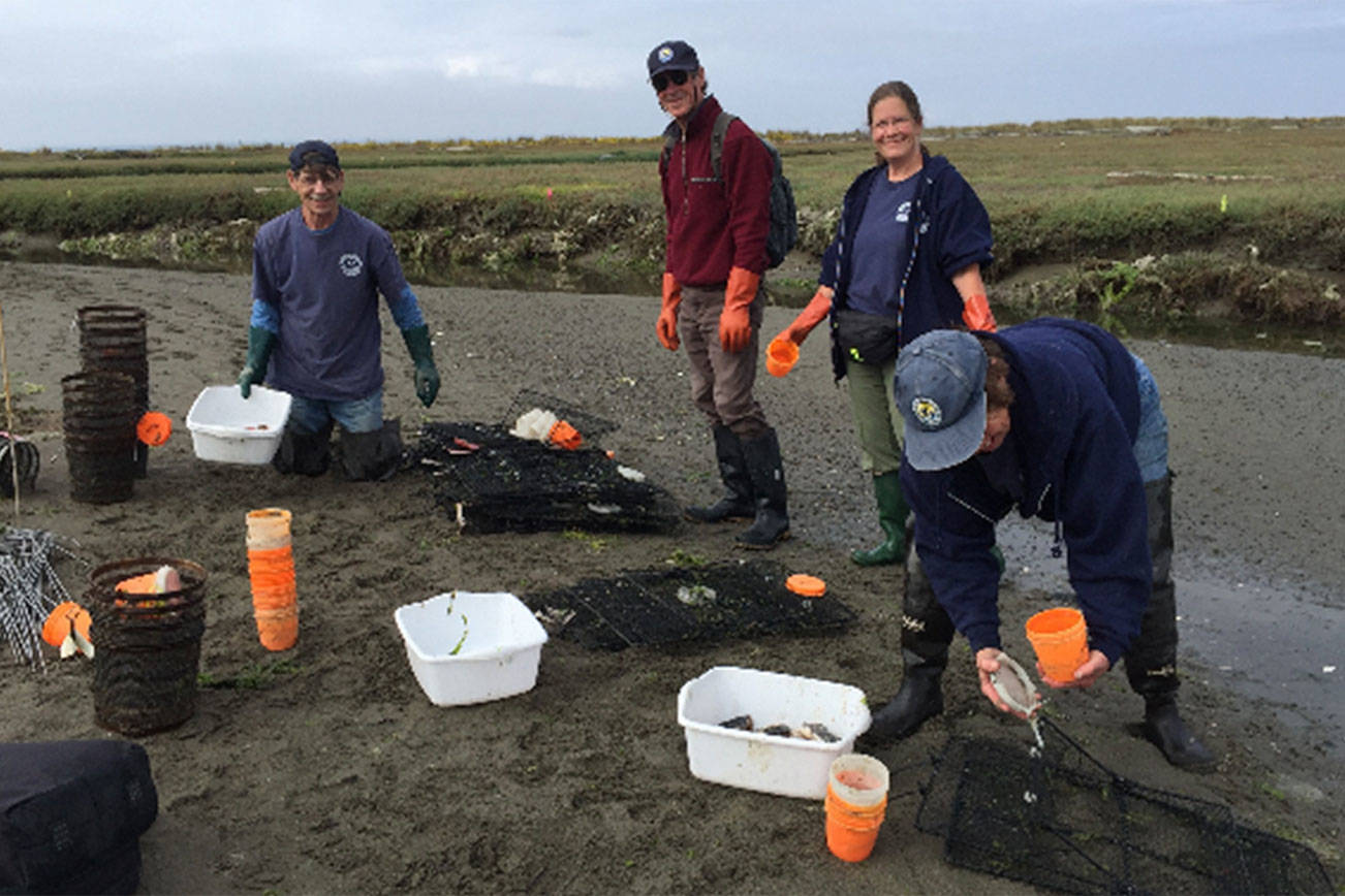 Green crab numbers dwindle in Dungeness