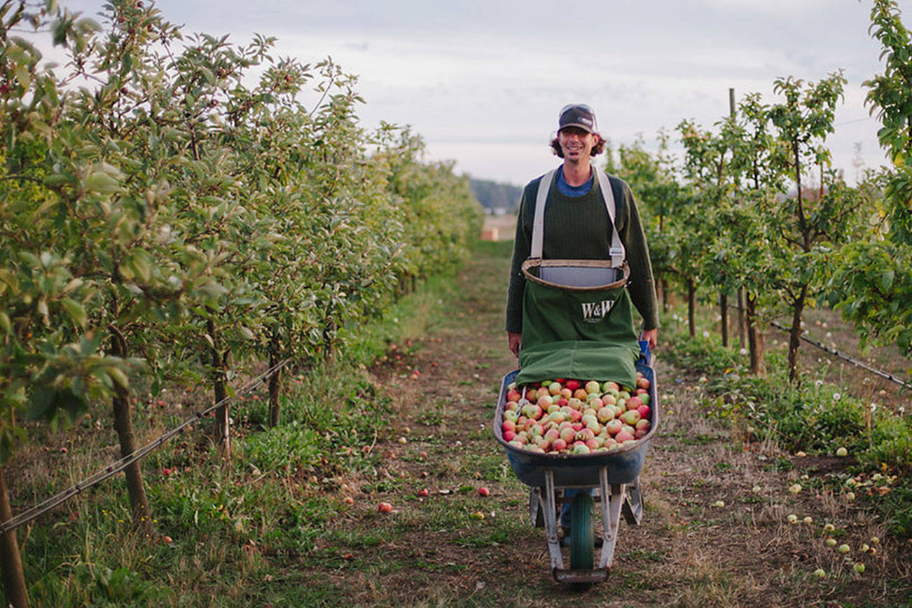 Olympic Peninsula Harvest Wine & Cider Tour offered next weekend