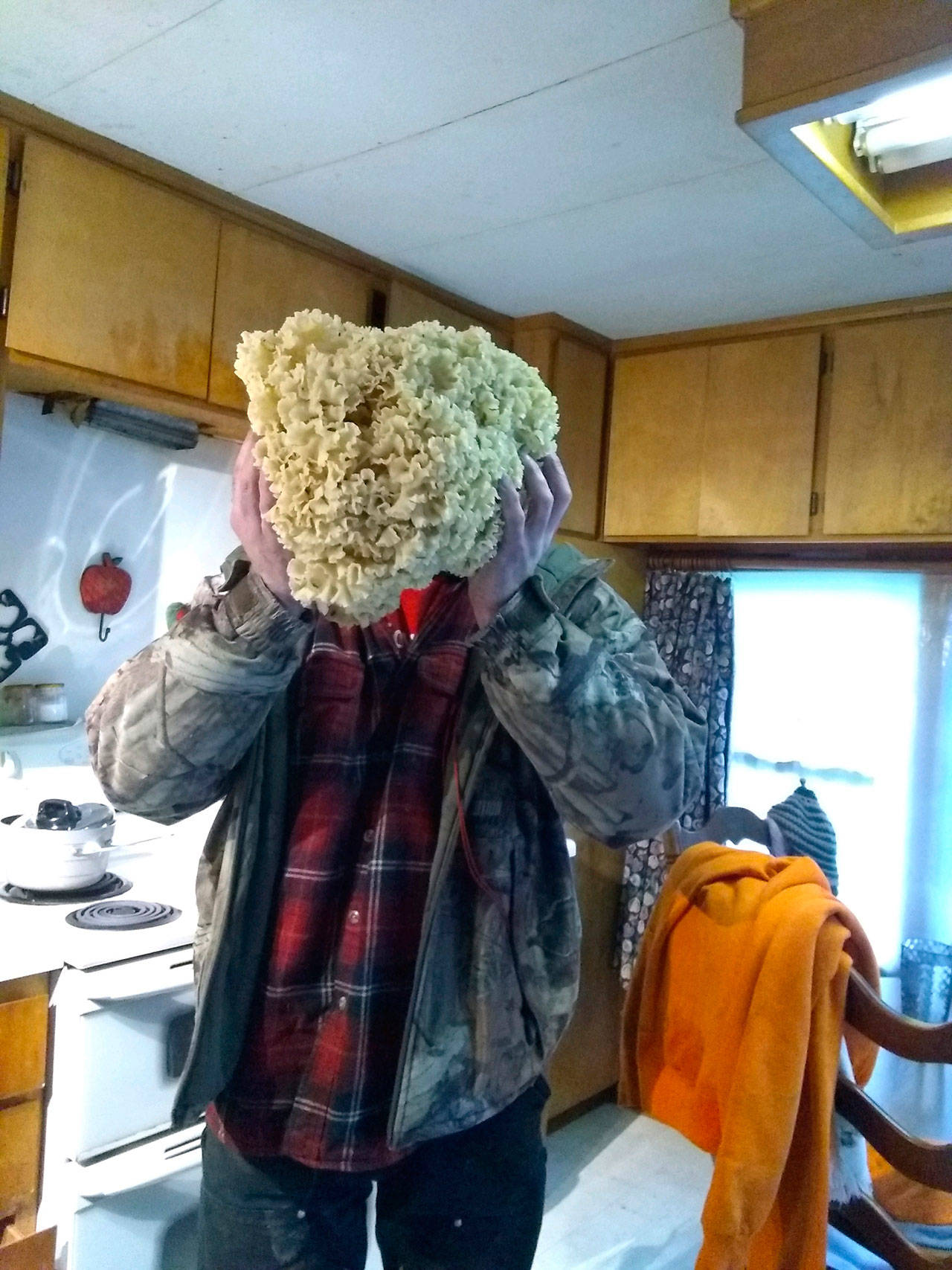 A cauliflower mushroom can easily be bigger than a man’s head.