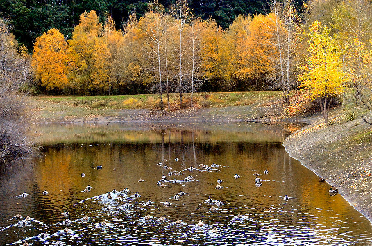 Keith Thorpe/Peninsula Daily News