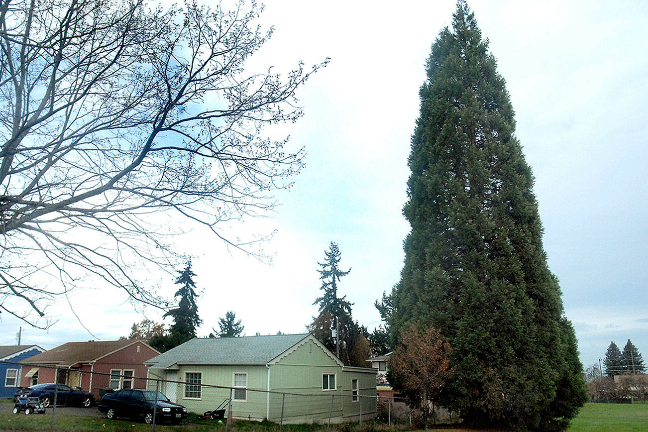 Sequoia in Port Angeles Lions Park to be cut down