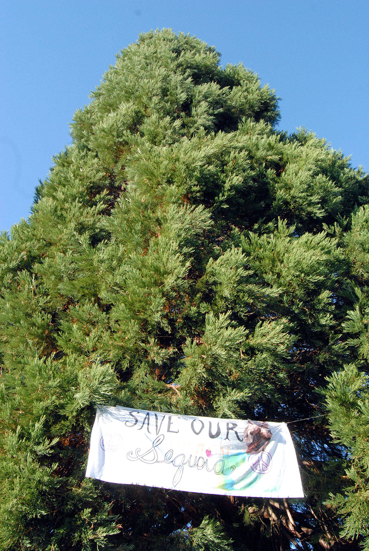 A banner adorns a sequoia tree in Lions Park in Port Angeles on Wednesday after being placed there by people opposed to the city’s plans to remove the tree. (Keith Thorpe/Peninsula Daily News)