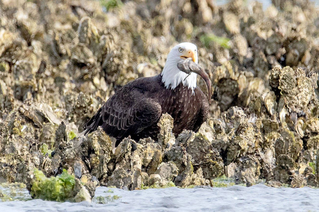 Northwest Watershed Institute study suggests reason behind eagle gathering at Dabob Bay