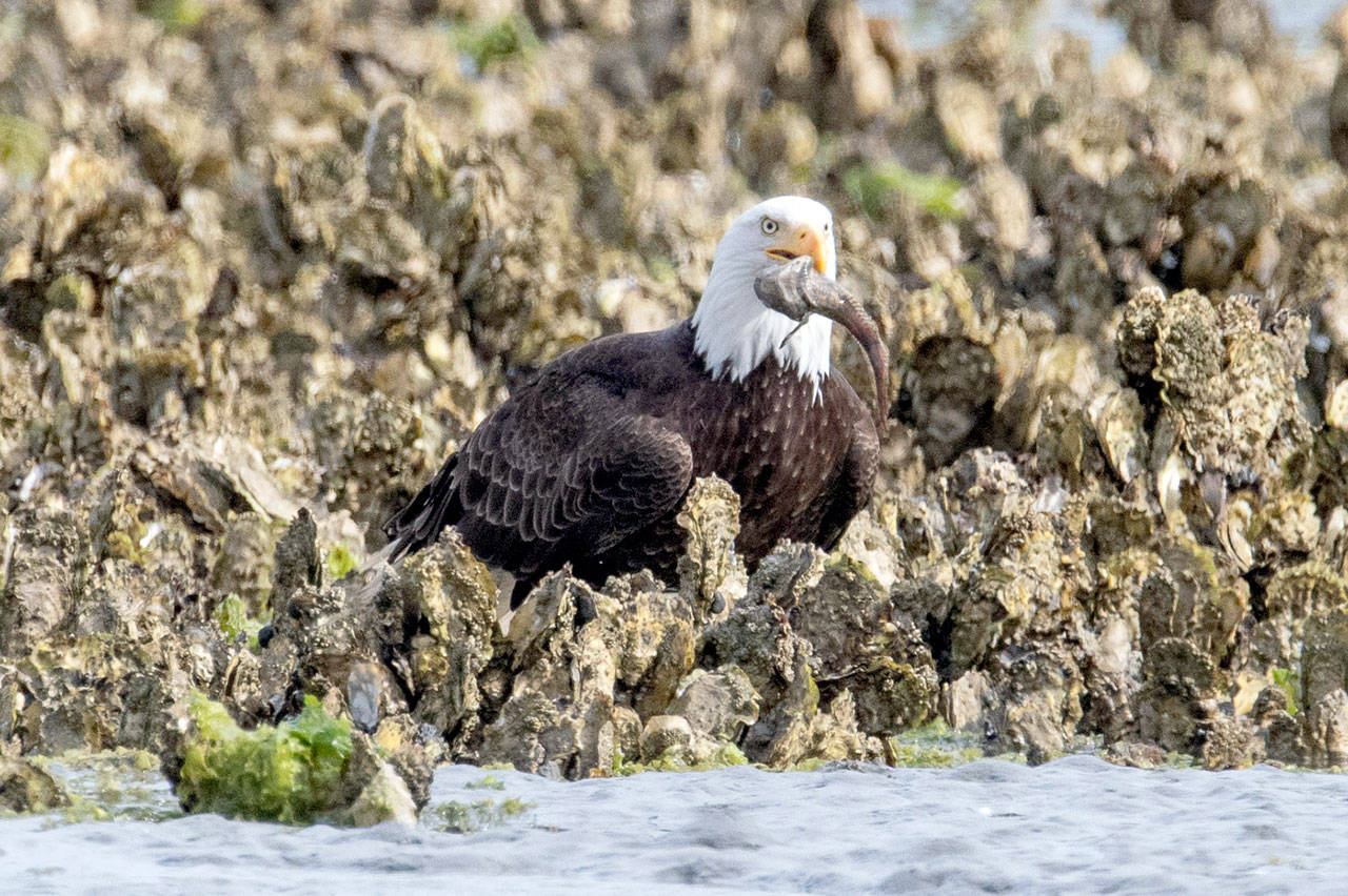 An adult bald eagle pauses with its plainfin midshipman prey captured from an oyster reef. (David Gluckman)