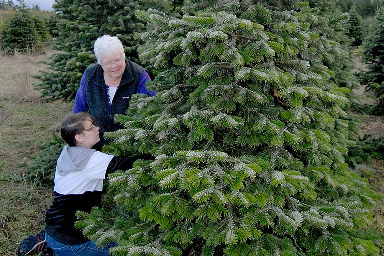 Peninsula families can hunt for the perfect u-cut Christmas tree