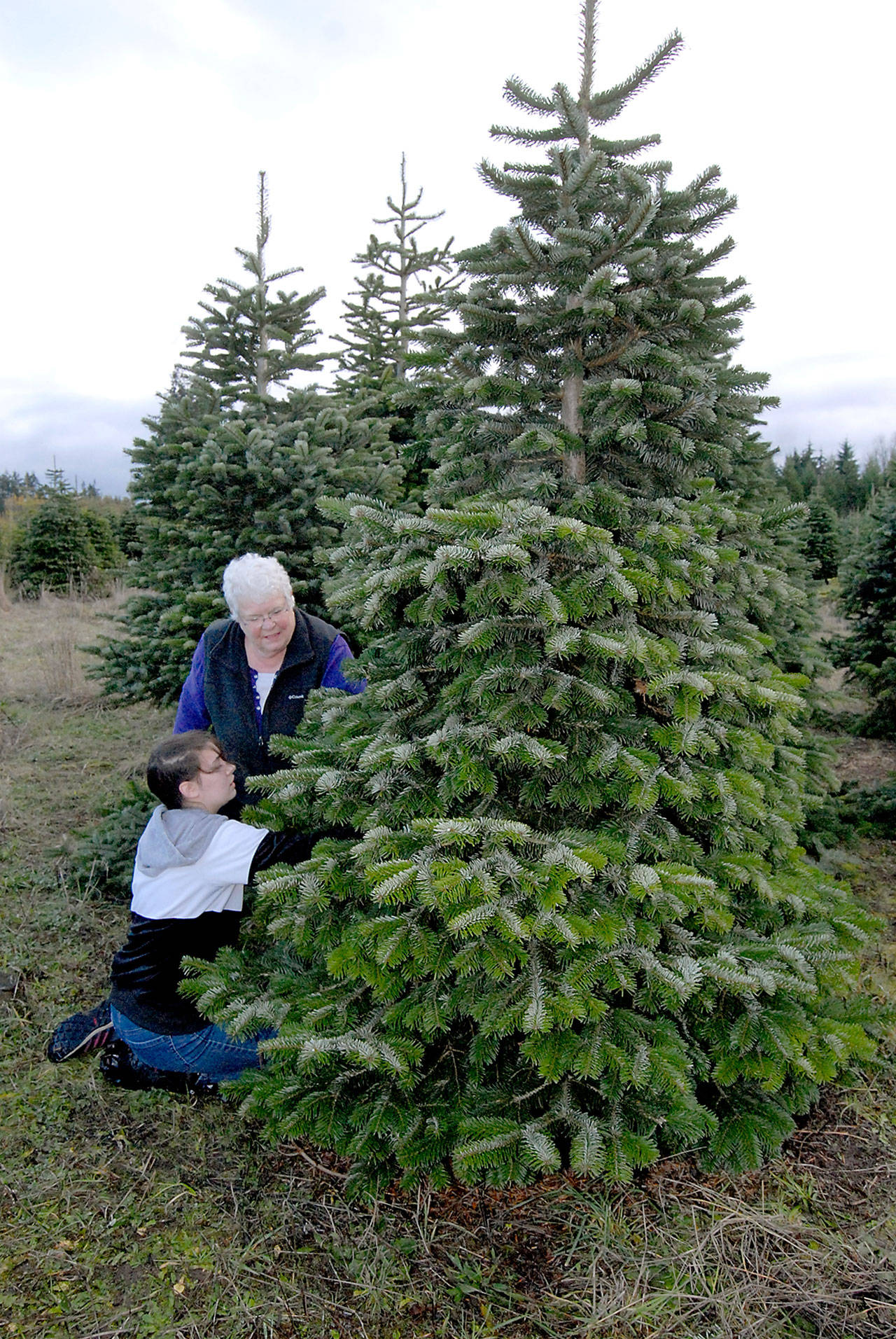 Annalis Schutzmann and her granddaughter, Annalise Davis, 13, both of Sequim, cut their own Christmas tree at Lazy J Tree Farm east of Port Angeles. (Keith Thorpe/Peninsula Daily News)
