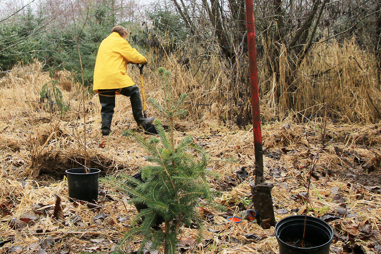 A volunteer with the North Olympic Salmon Coalition helps with tree planting along Salmon Creek in January 2018. (Lindsey Aspelund)