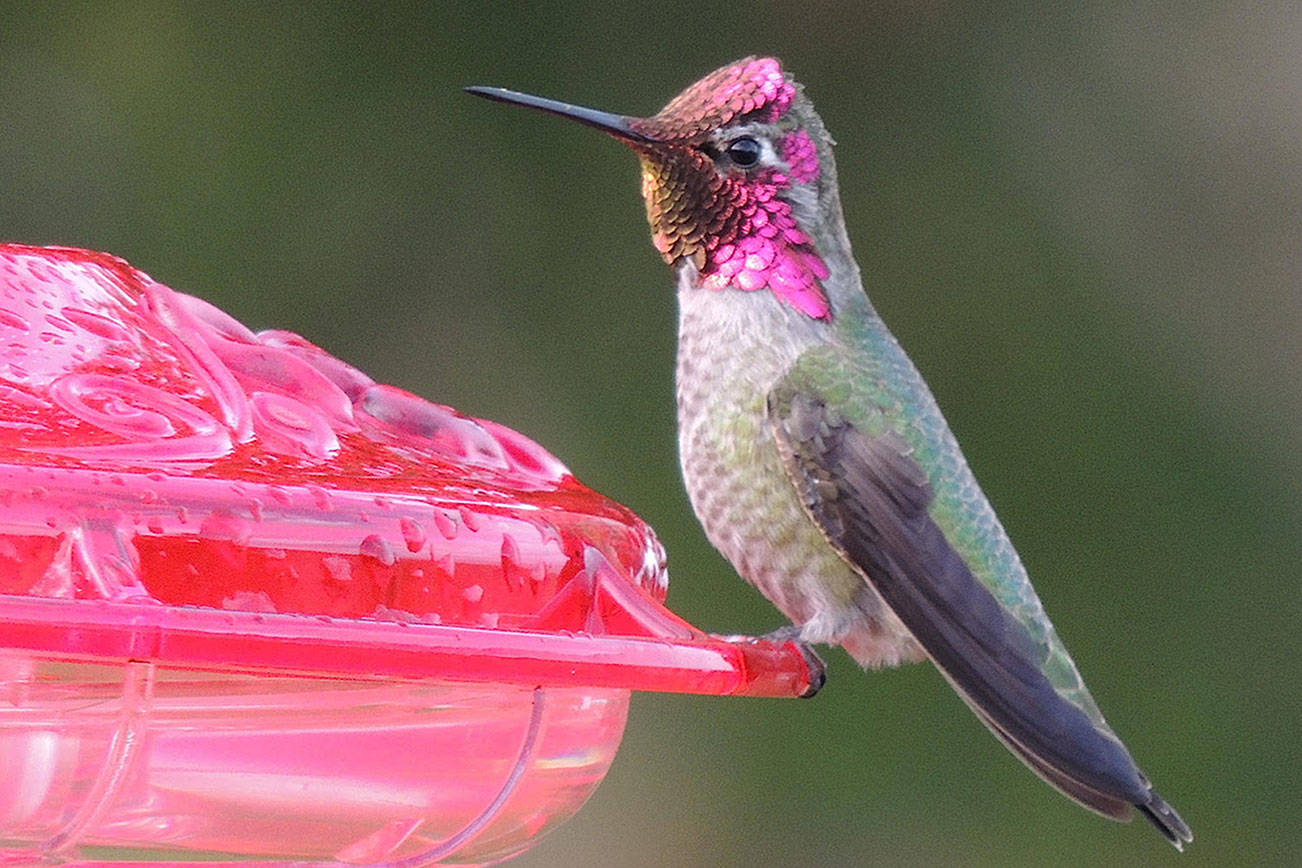 Audubon group invites residents to learn about ‘Birdscaping’