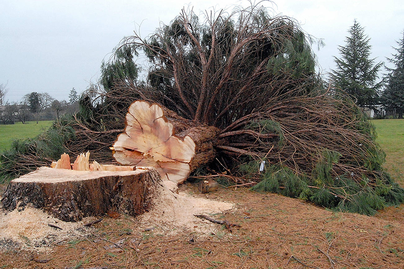 Lions Park sequoia felled in Port Angeles