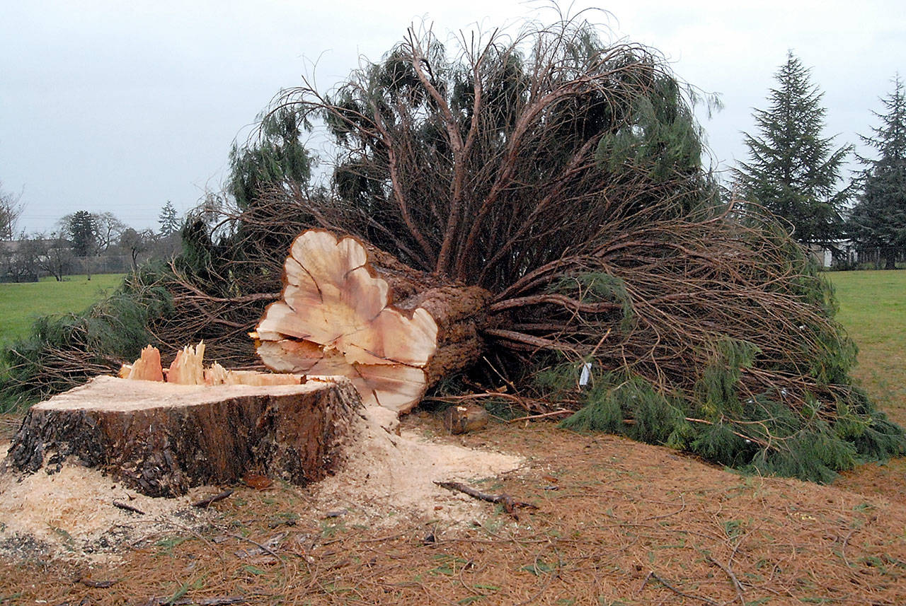 Keith Thorpe/Peninsula Daily News A controversial sequoia tree in Port Angeles’ Lions Park lies on the ground after it was felled on Thursday morning.