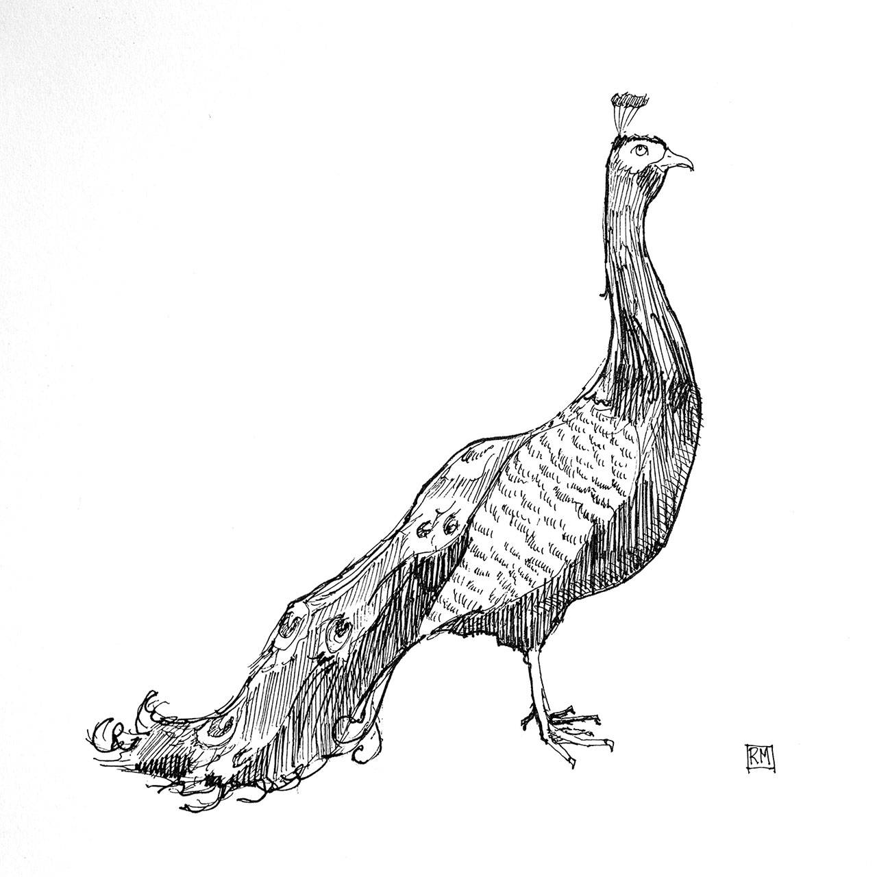 Vintage taxidermy from the JCHS Bash Collection will be on display in the Ferguson Gallery at the Museum of Art & History as part of Animal Encounters.