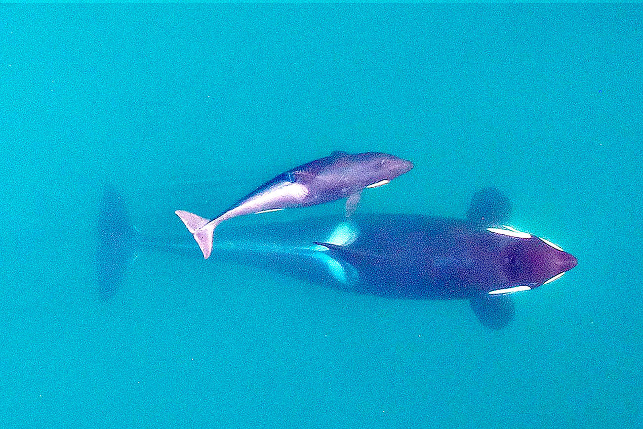 Calf born to endangered orcas; seen in eastern Strait