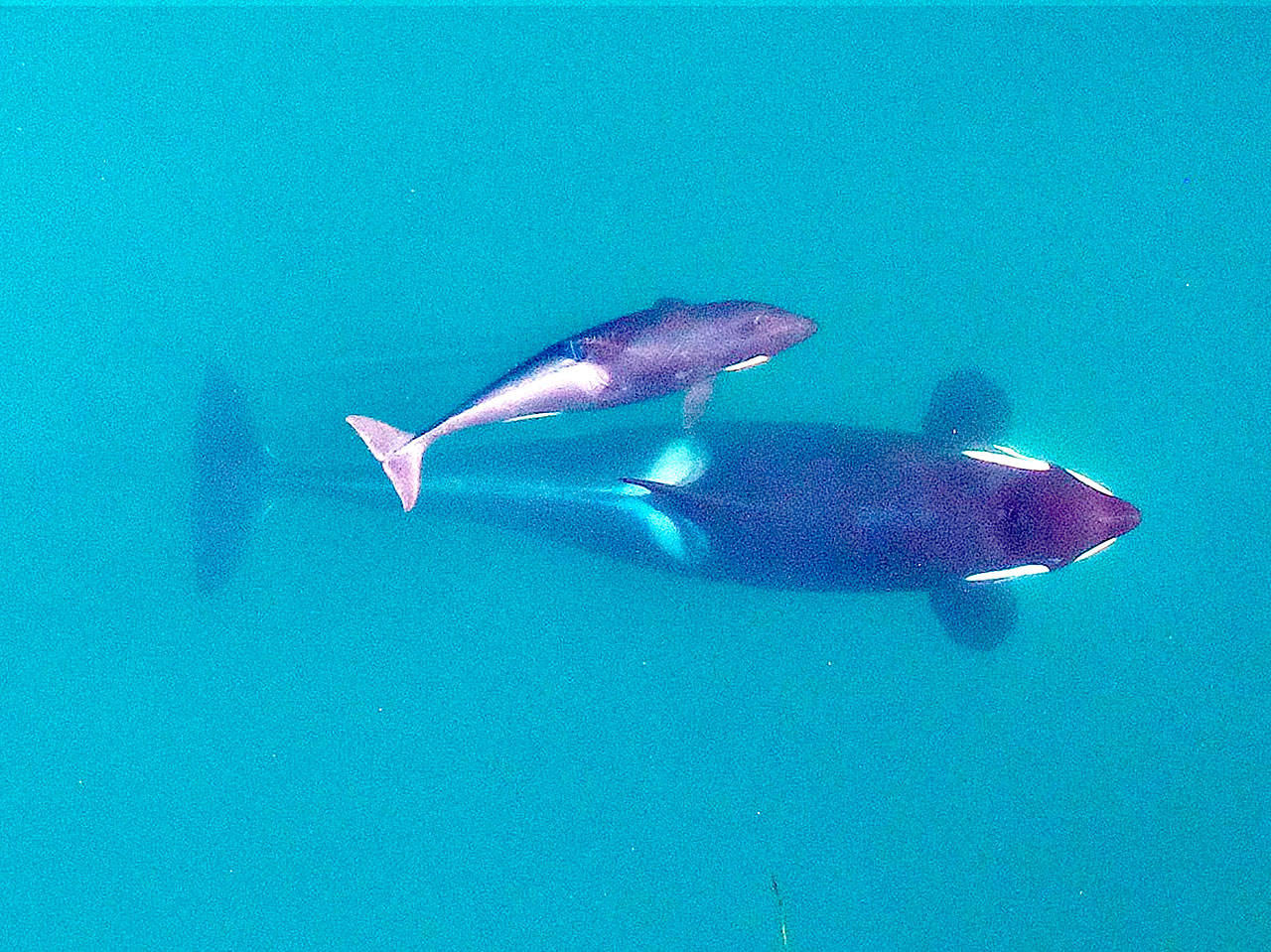 Ken Balcomb, founding director of the Center for Whale Research, said that staff first saw the calf Friday at the eastern end of the Strait of Juan de Fuca. He said the youngster looks healthy, but survival rates for baby orcas are only about 50 percent. (NOAA Fisheries/Vancouver Aquarium, file photo)