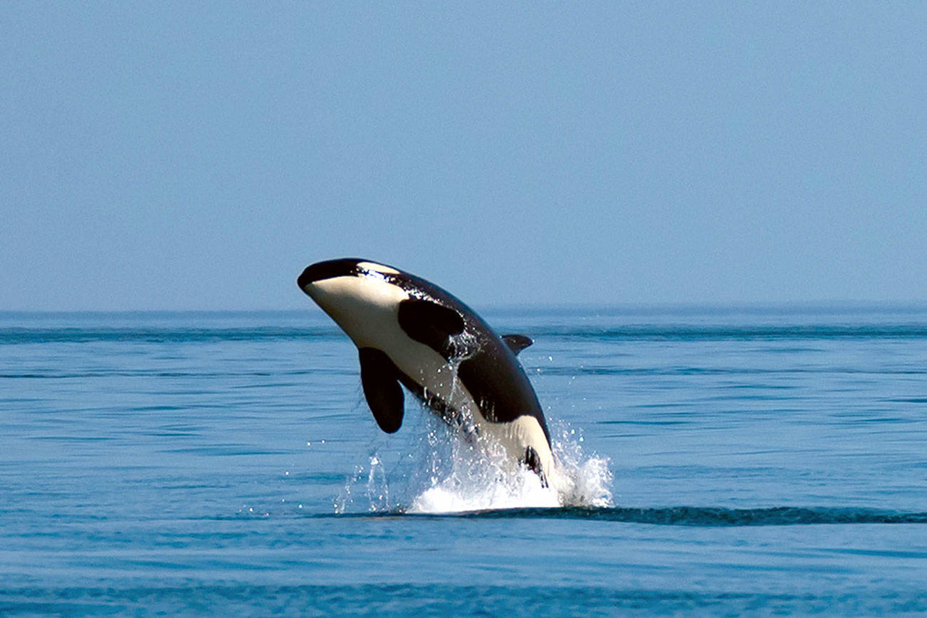 Scientists see another possible threat to orcas: pink salmon