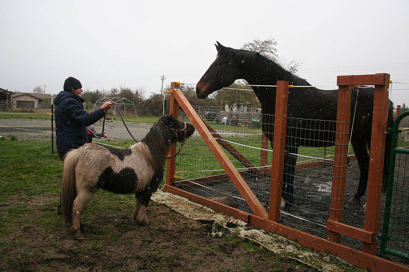 HORSEPLAY: When Gypsy met Porsche