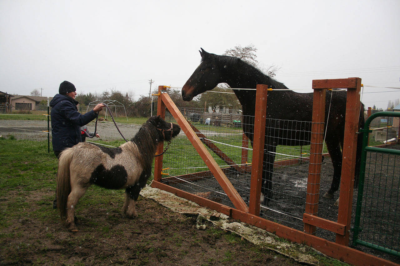 Nikki Gold holds the lead-rope on mini-horse Gypsy while she’s introduced to a very tall horse — 18-hands — named Porsche. (Karen Griffiths/Peninsula Daily News)