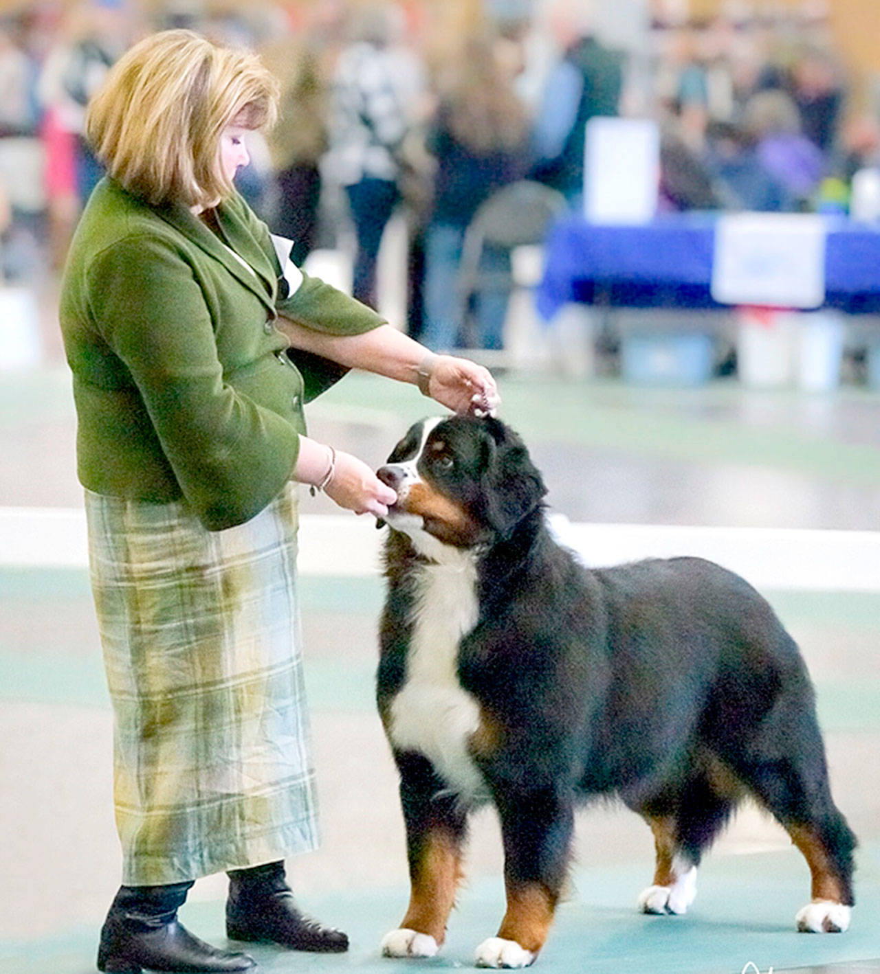 Vegas, a Bernese mountain dog, is co-owned by Susan Parr of Port Angeles and Cindy Crawford-Gorath and will be shown today and Tuesday at the Westminster Dog Show. Here,Vegas is being handled by Crawford-Gorath.