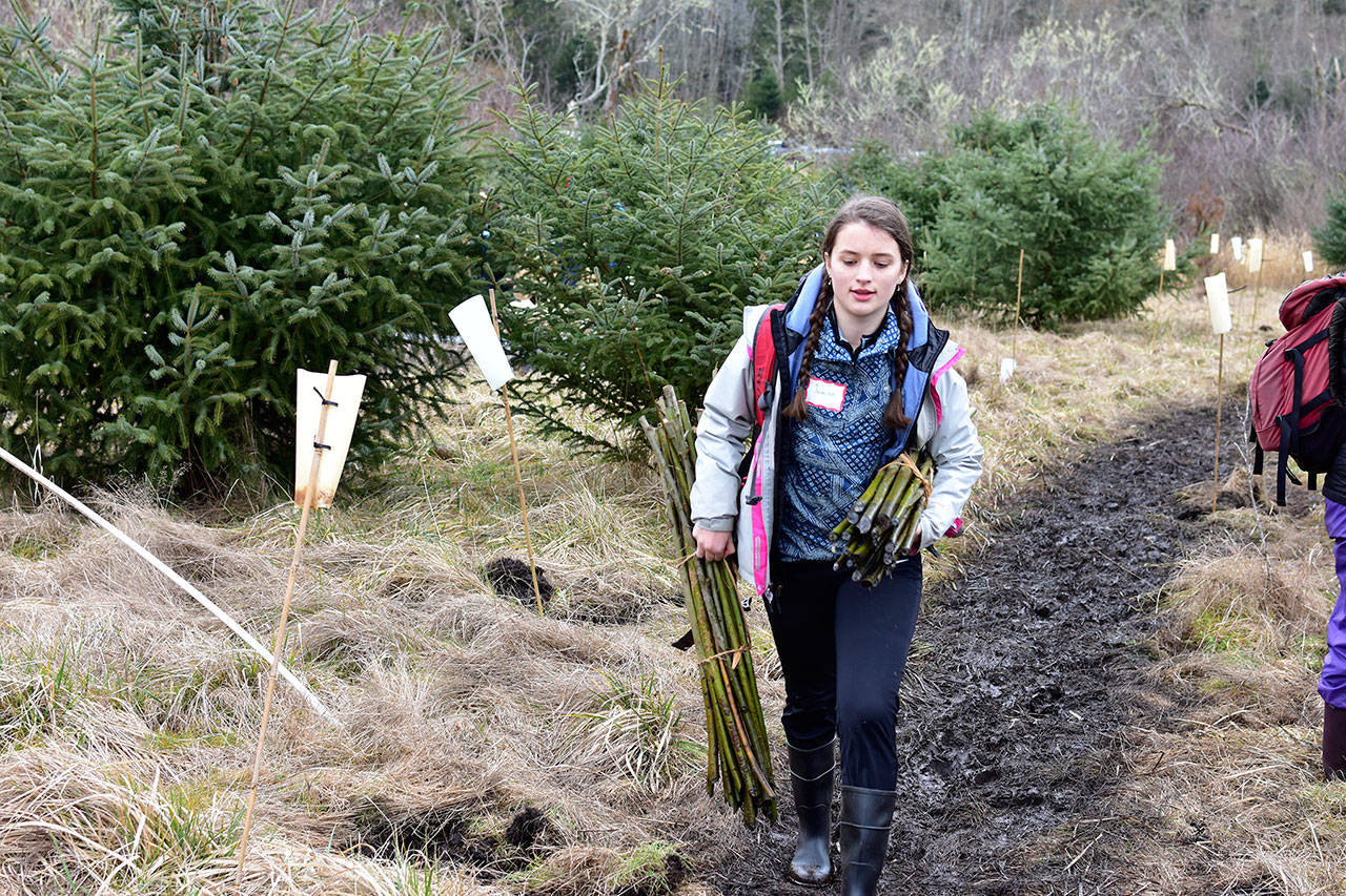 Plant-A-Thon puts thousands of trees in Tarboo area
