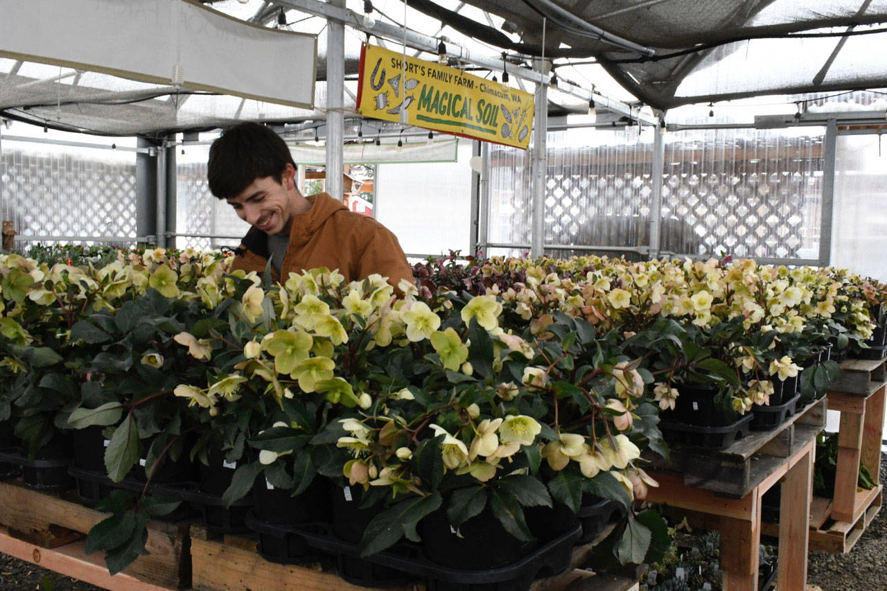 Hundreds of hellebores rest Tuesday in a greenhouse at The Chimacum Corner Farmstand. Jordan Taylor, who works in facilities and produce, said the plants have weathered the snow and cold temperatures pretty well. They were all moved from outside displays before the storm began last weekend. (Jeannie McMacken/Peninsula Daily News)