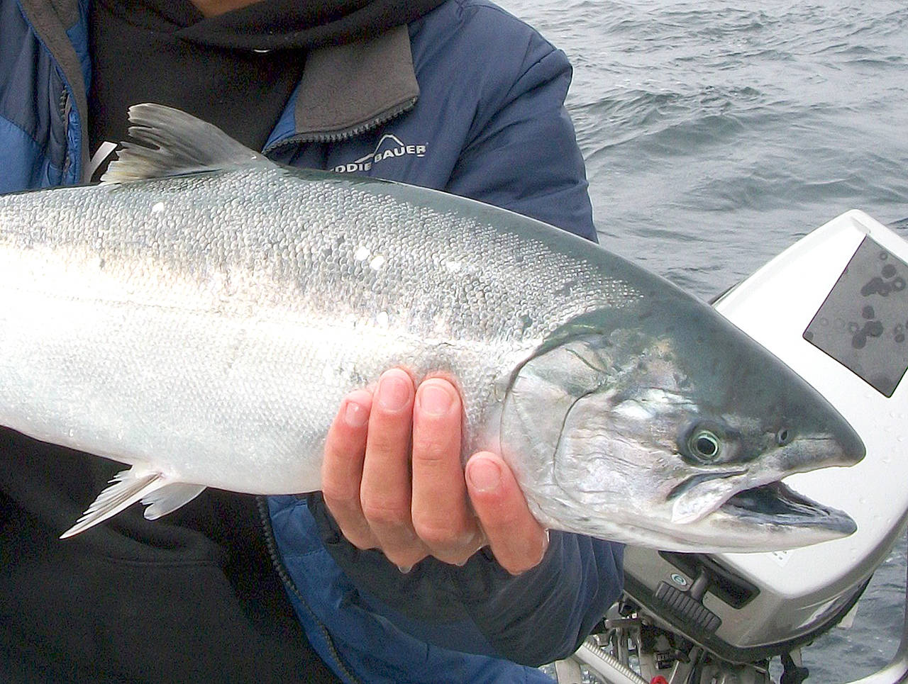 OUTDOORS: Summer/fall salmon seasons beginning to take shape, could be a good year for coho