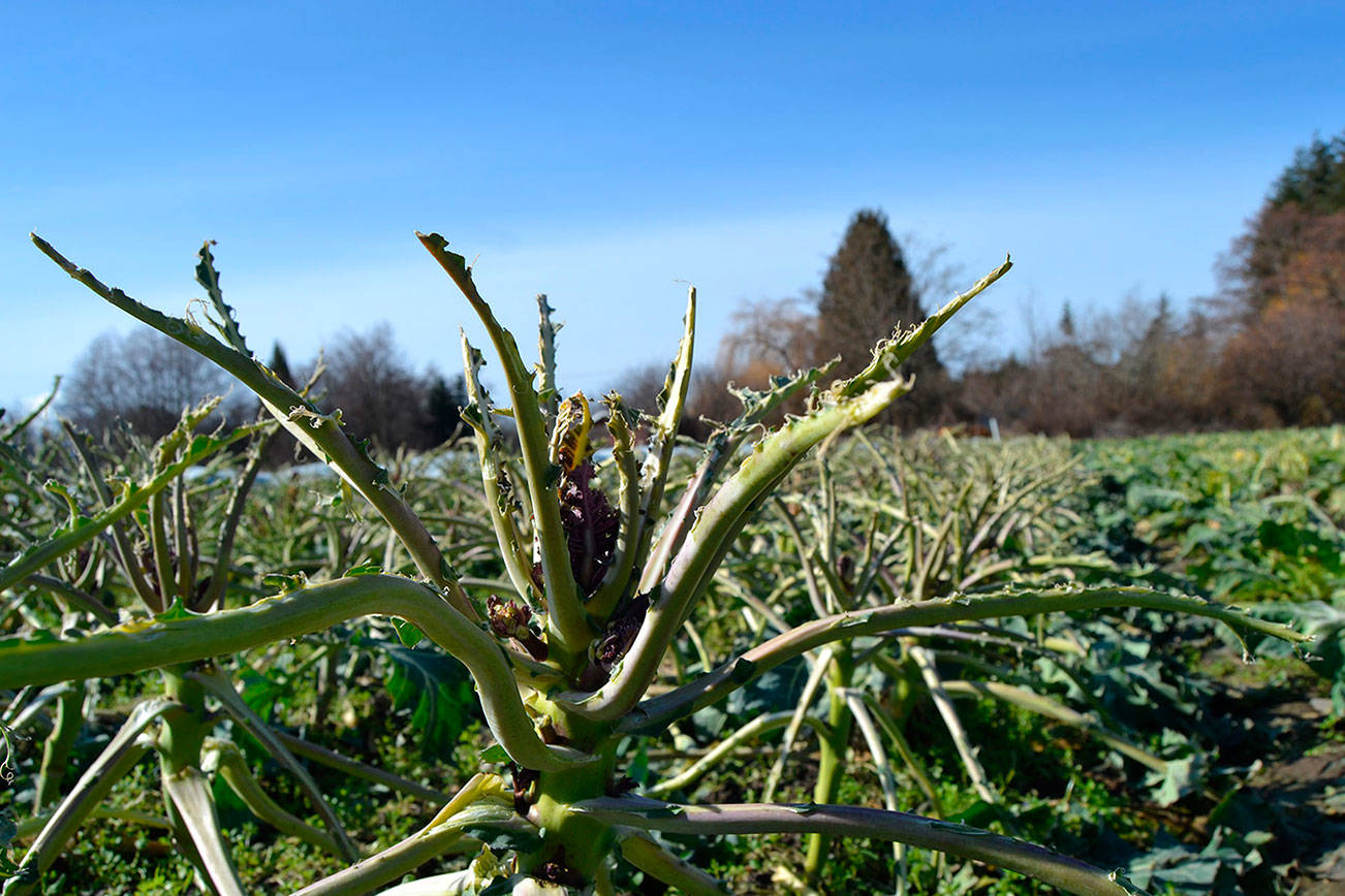 Hungry birds pick clean 10 acres of Sequim-area farm