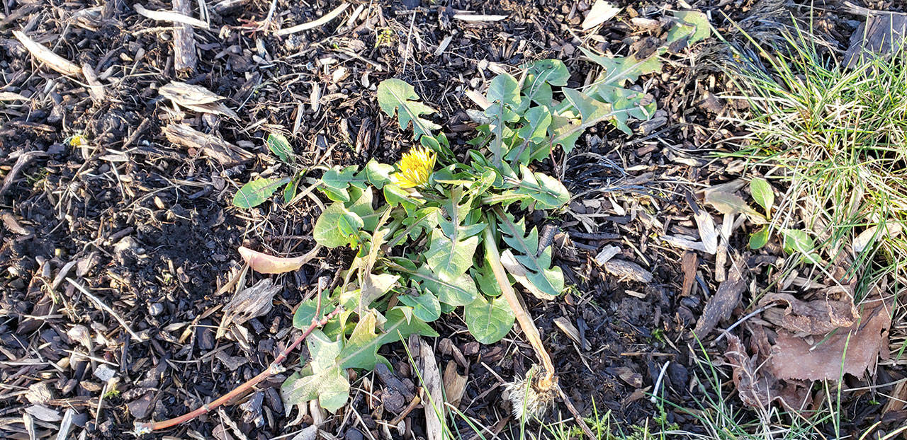 As the snow melts, flowering dandelions already bloom forward. (Andrew May/Peninsula Daily News)
