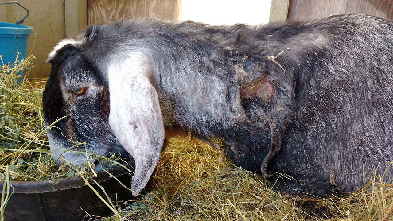 Gorgeous George, a Nubian goat, enjoys a meal while recovering from a wound incurred in rough play with a horse. (Zorina Barker/for Peninsula Daily News)