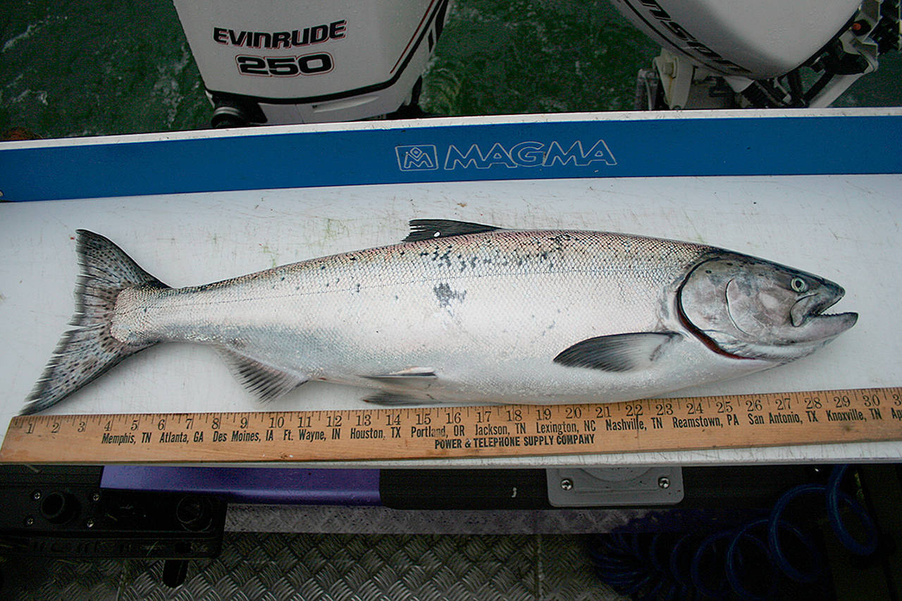 OUTDOORS: Hatchery chinook limit raised starting Friday in Marine Area 6