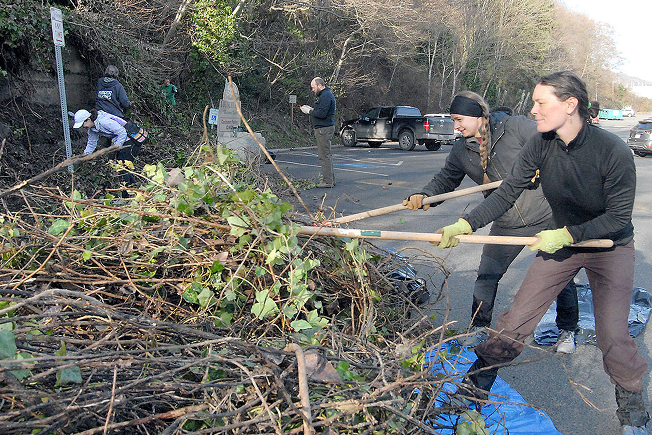 PHOTO: Volunteers tackle ivy in downtown Port Angeles