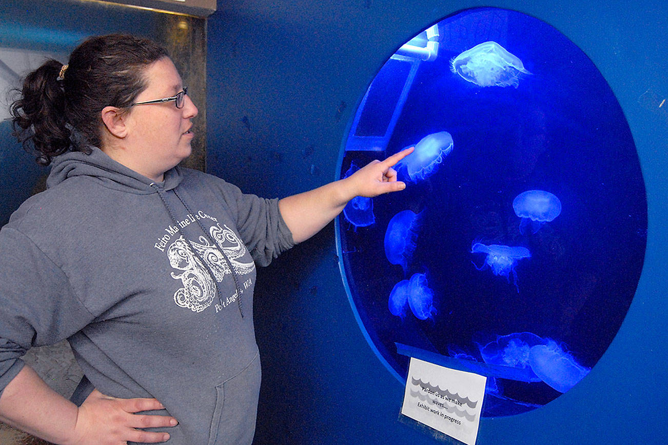 PHOTO: Jellyfish star in new Feiro Marine Life Center habitat