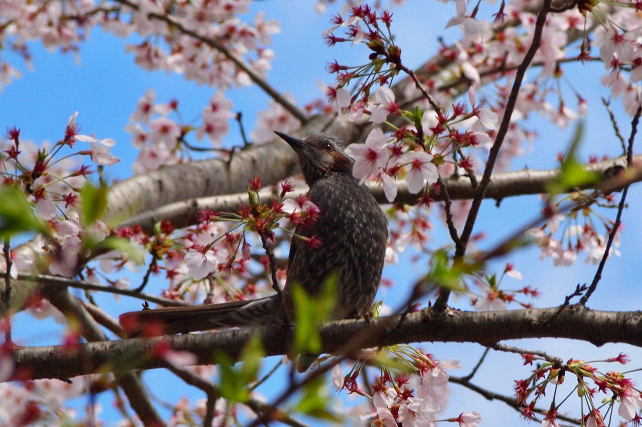 A brown-eared bulbul (Hypsipetes amaurotis) is seen in the gardens of Tenryuji Temple, Arashimaya, Kyoto, a World Cultural Heritage Site. (Wendy Feltham)
