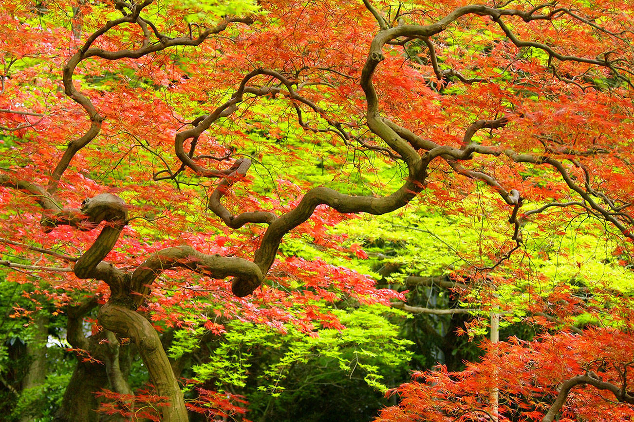 In Basho’s Footsteps: Traveling Through Japan in Cherry Blossom Season