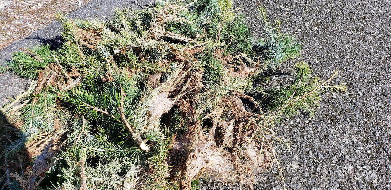 Western tent caterpillars were already devouring a gorgeous deodara earlier this month in Diamond Point. (Andrew May)