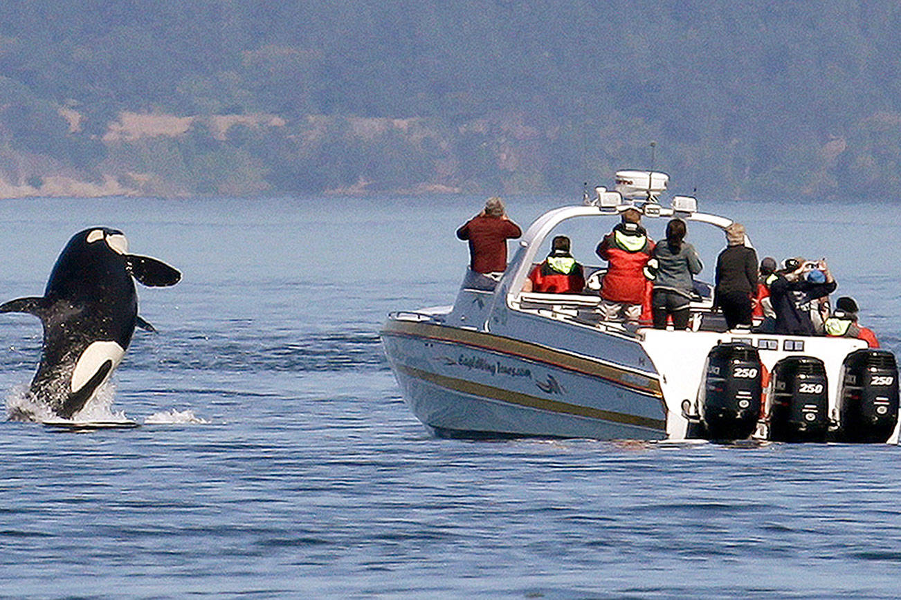 Groups sue to restrict salmon fishing, help Northwest orcas