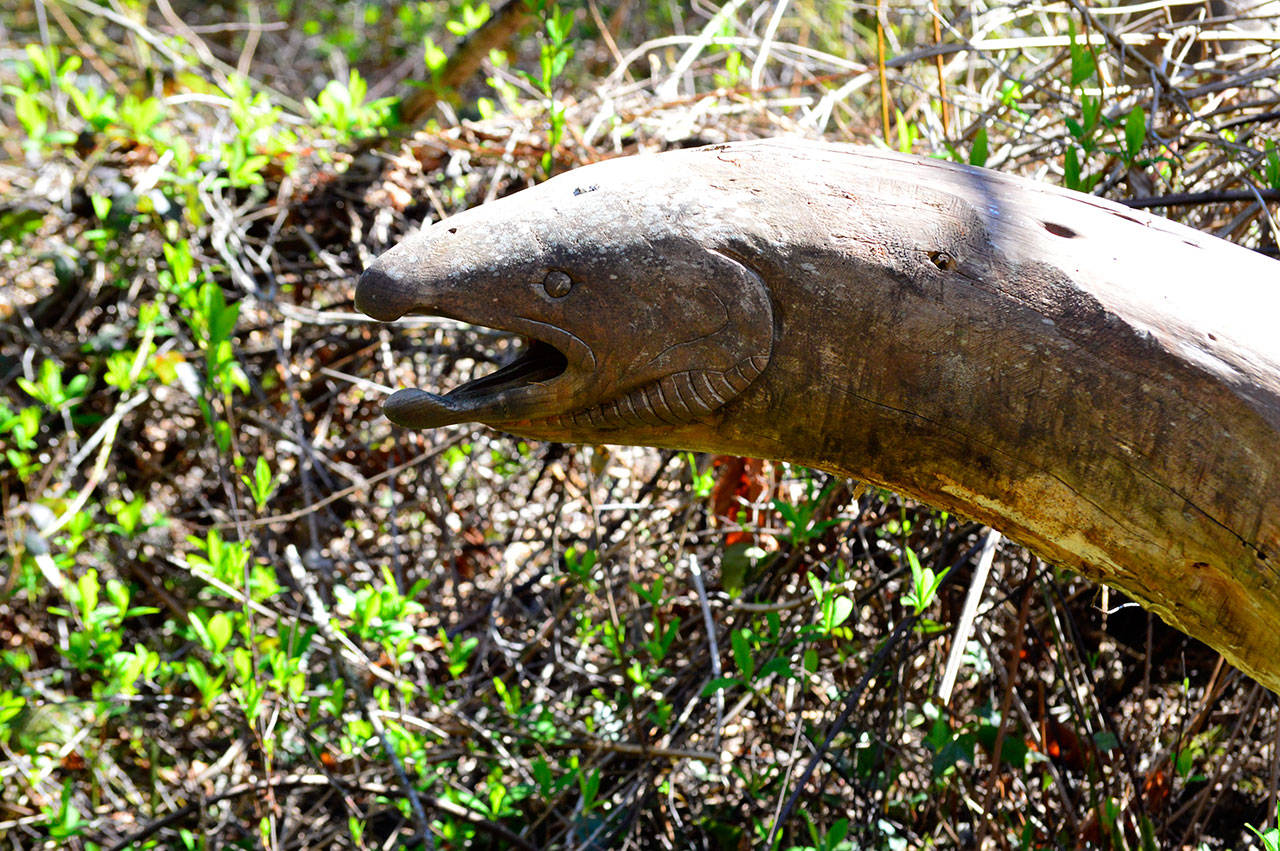 The Port Angeles-bred carver Al Adams created Salmon Eruption for the Websters Woods Sculpture Park. (Diane Urbani de la Paz/For Peninsula Daily News)