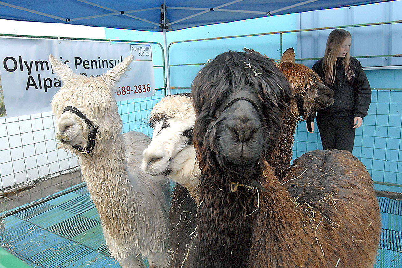 PHOTO: Raising funds for Olympic Peninsula Alpaca Rescue