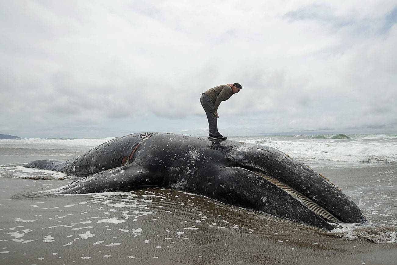 Gray whales washing up dead in larger numbers on Northwest beaches