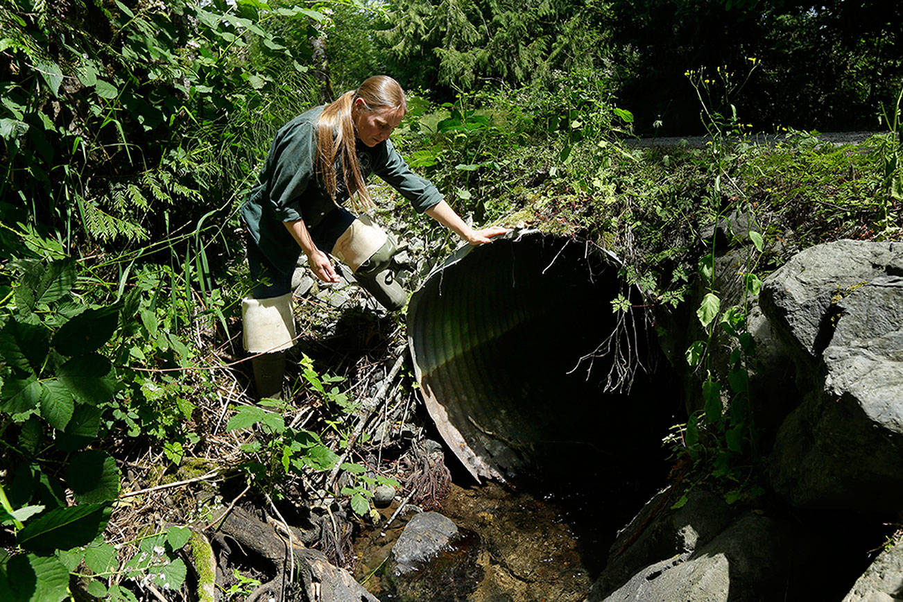 State budget scrimps on replacing salmon-blocking culverts