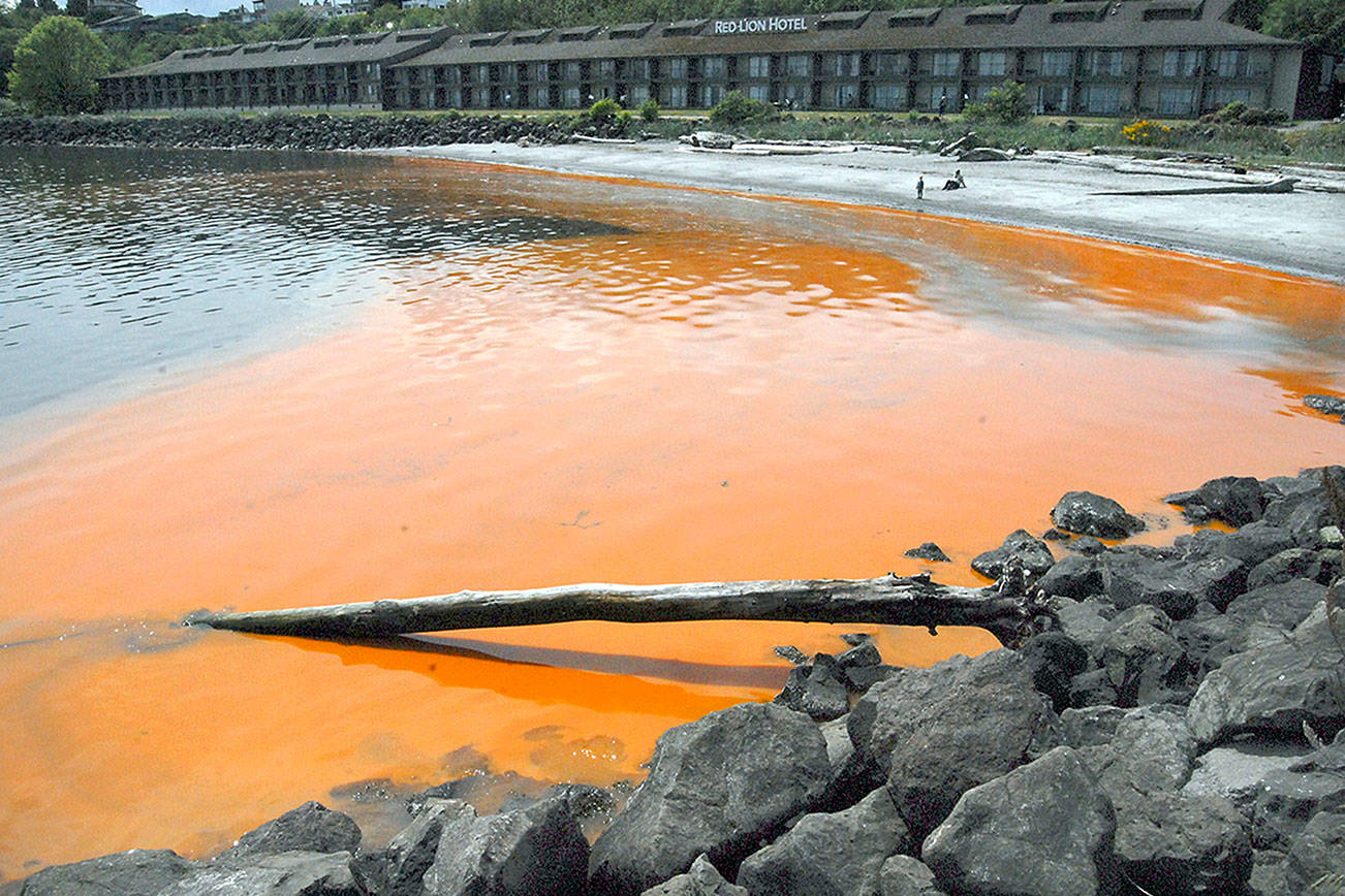 PHOTO: Orange algae bloom hits Port Angeles waterfront
