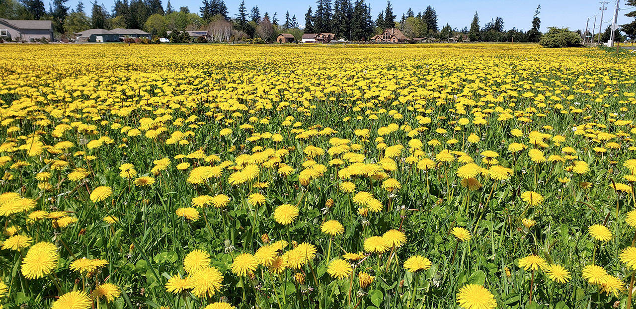 Dandelions bloom in an open field in Agnew. (Andrew May)