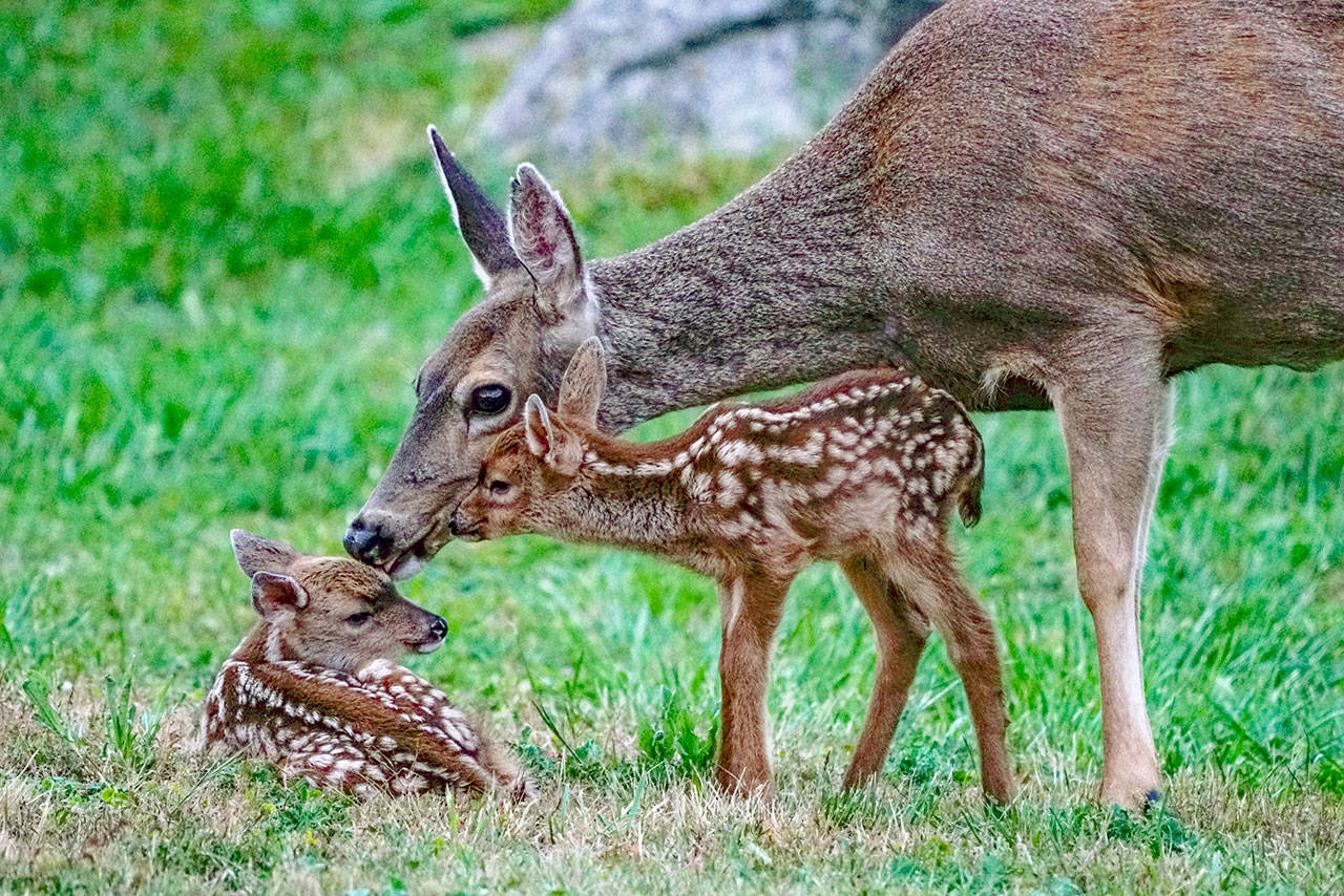 Steve Mullensky/for Peninsula Daily News