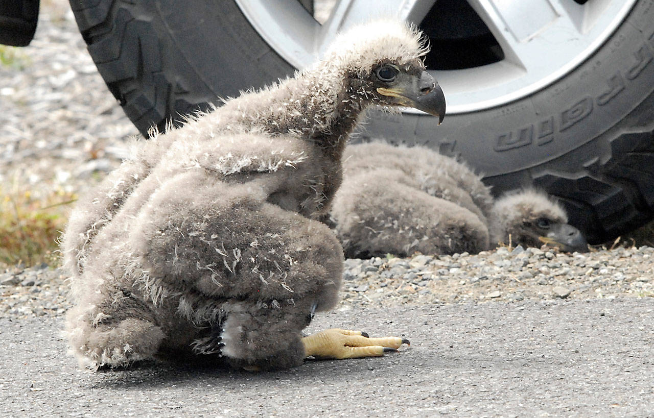 A pair of eaglets await being returned to their nest overlooking Dungeness Bay on Thursday. The birds were found in a residential yard across Marine Drive not far from the tree containing their nest. (Keith Thorpe/Peninsula Daily News)
