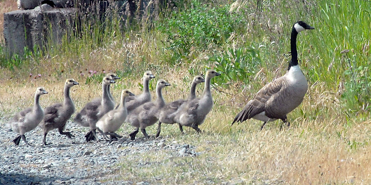 Keith Thorpe/Peninsula Daily News