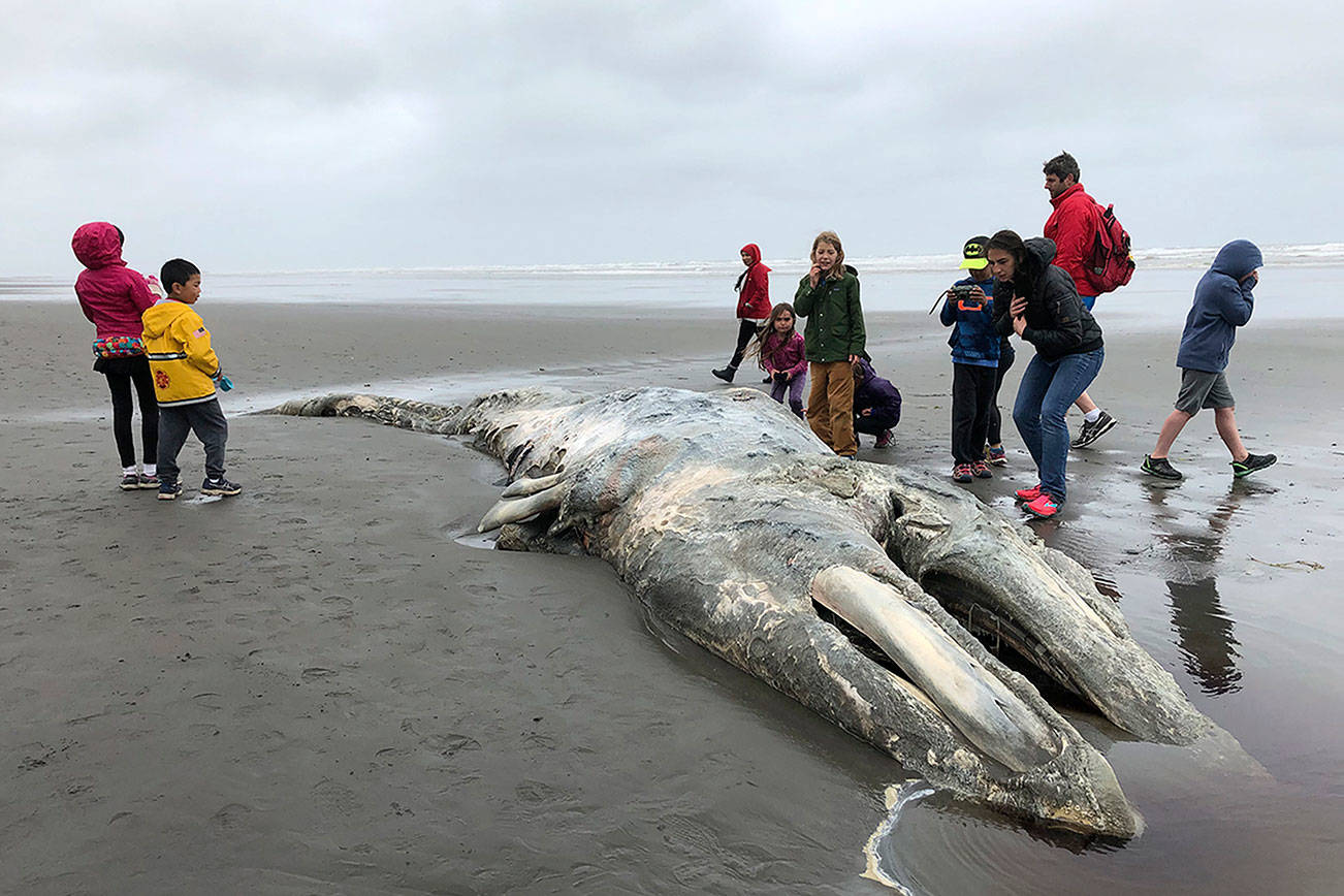 Federal scientists to investigate spike in gray whale deaths on West Coast